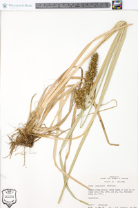 Carex crus-corvi image