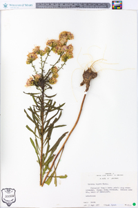 Liatris aspera image