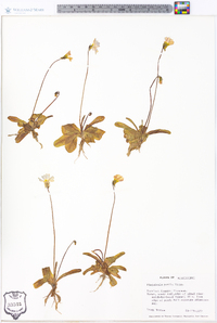 Pinguicula pumila image