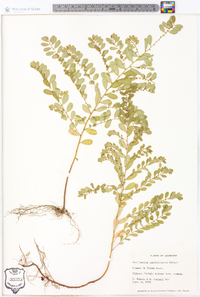 Phyllanthus caroliniensis image