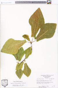 Magnolia pyramidata image