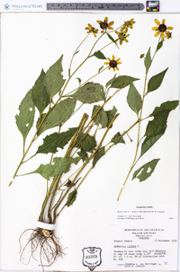 Rudbeckia triloba image