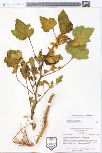 Xanthium strumarium var. strumarium image