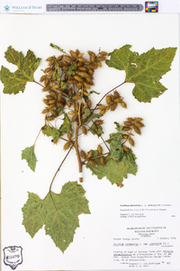 Xanthium strumarium var. glabratum image