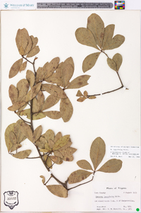 Quercus laurifolia image