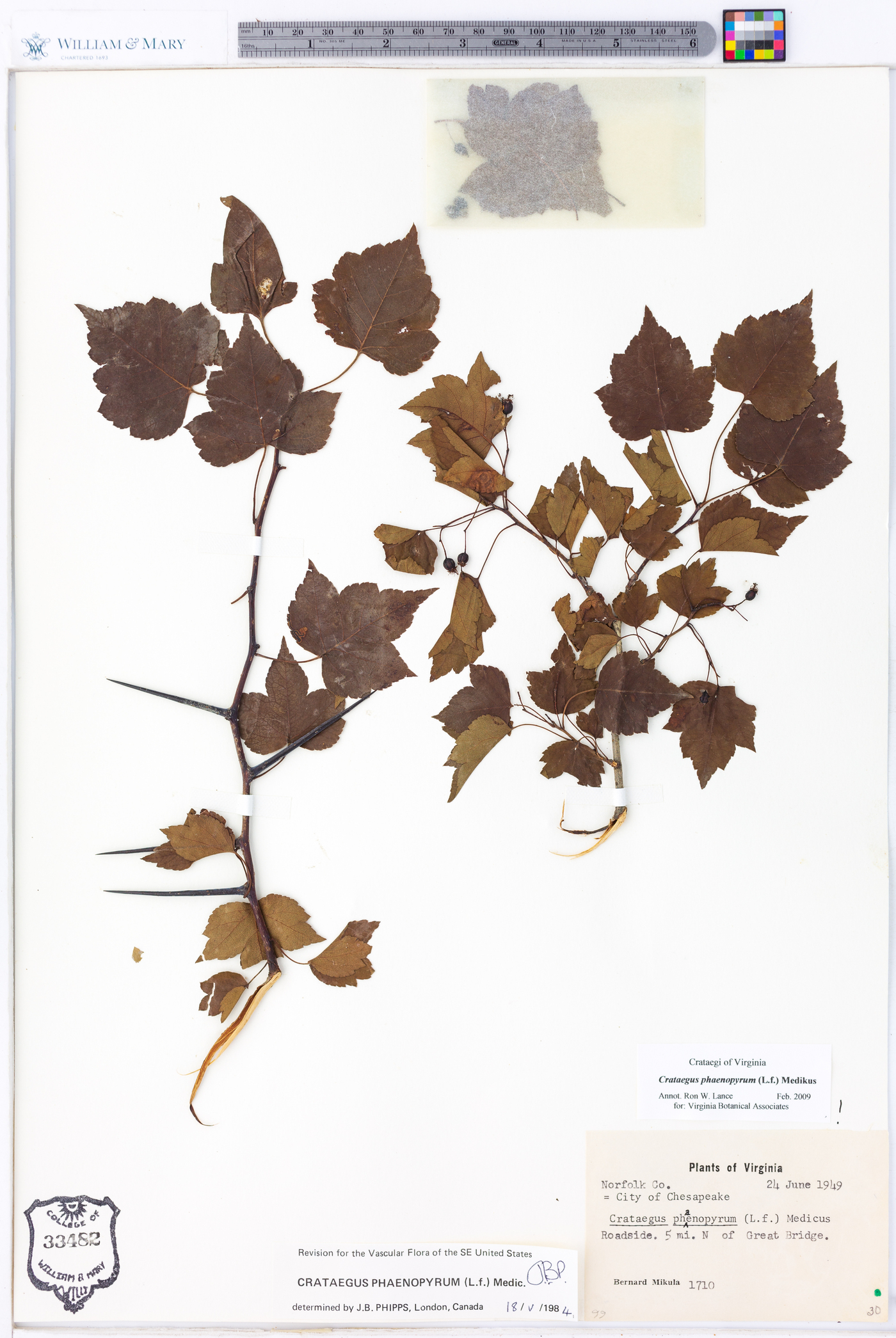 Crataegus phaenopyrum image