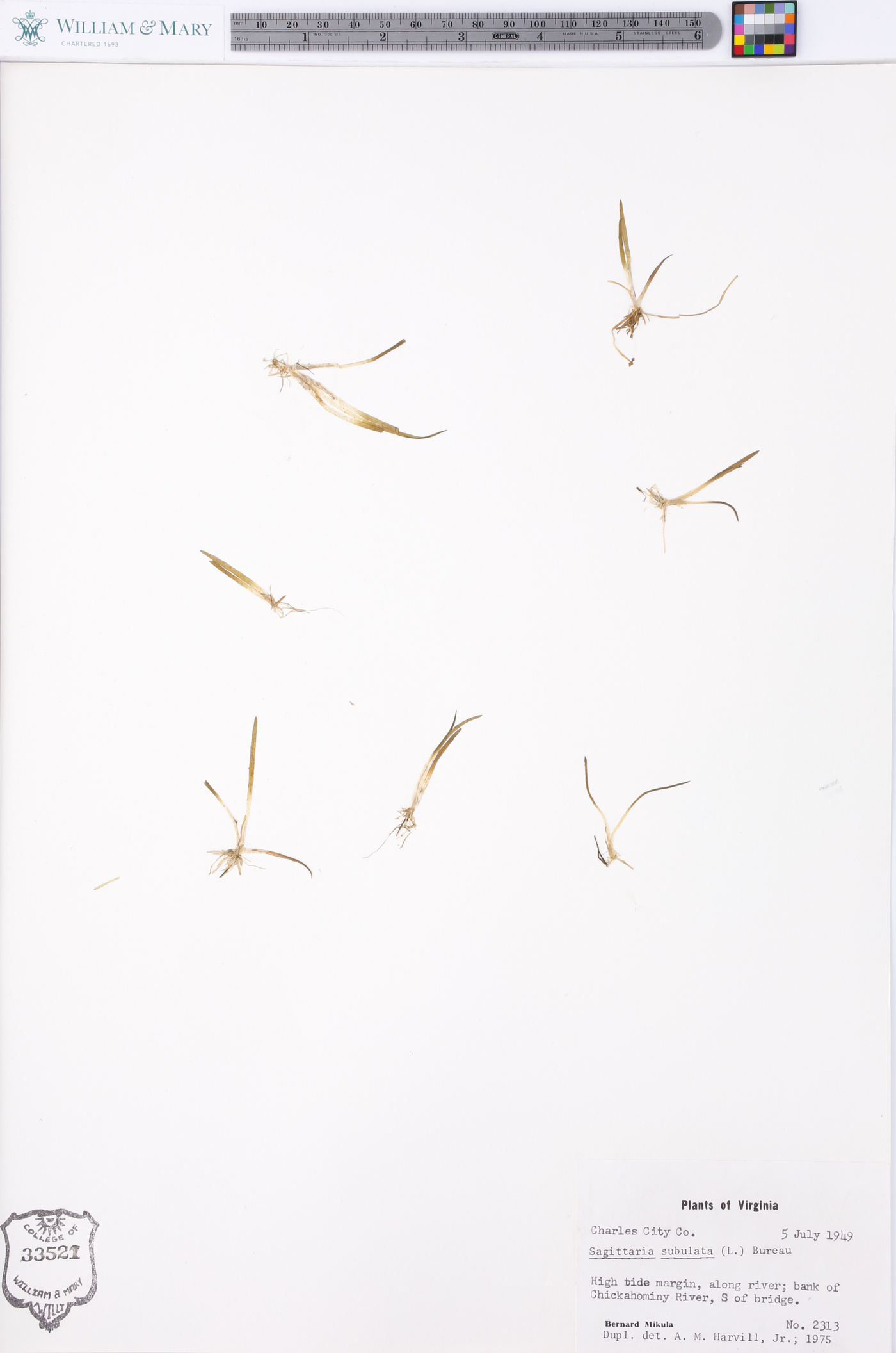 Sagittaria subulata image