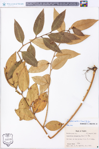 Leucothoe axillaris image