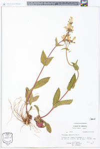 Penstemon canescens image