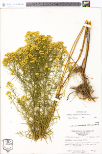 Solidago tenuifolia image