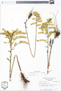 Solidago nemoralis var. nemoralis image