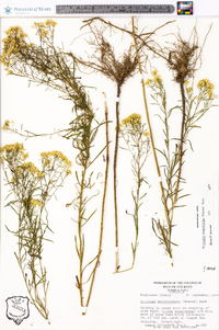 Solidago tenuifolia image