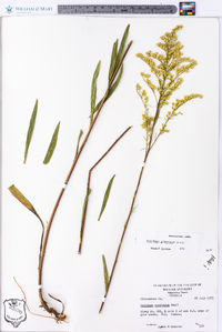 Solidago pinetorum image