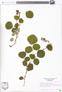 Desmodium rotundifolium image