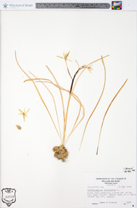 Ornithogalum umbellatum image