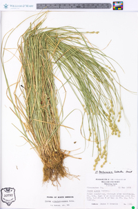 Carex albolutescens image