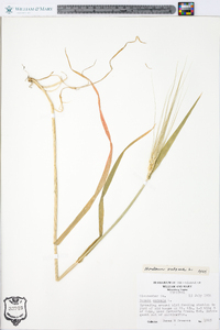 Hordeum vulgare image