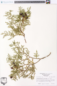 Chamaecyparis thyoides image