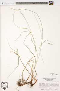 Carex swanii image