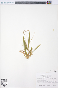 Panicum laxiflorum image