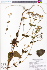 Ageratina aromatica image