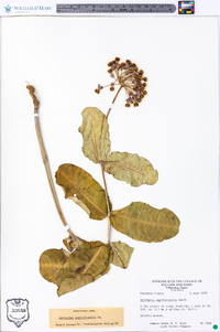 Asclepias amplexicaulis image