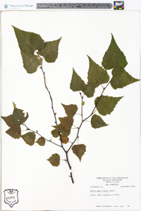 Betula populifolia image