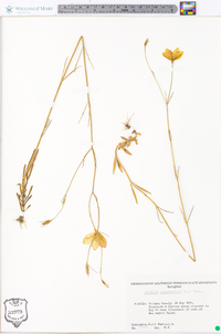 Sabatia campanulata image