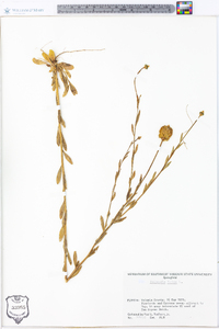 Polygala lutea image