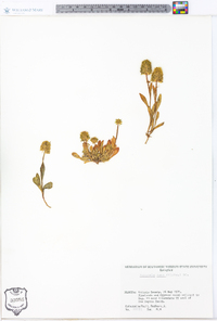 Polygala nana image