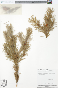 Pseudotsuga menziesii image