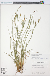 Sisyrinchium atlanticum image