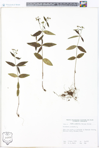 Houstonia purpurea image