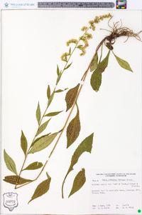 Solidago arguta var. boottii image