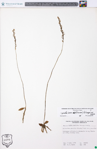 Spiranthes lacera var. lacera image