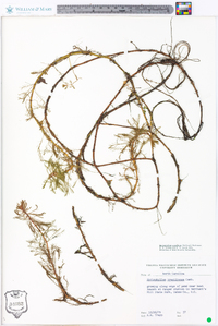 Myriophyllum aquaticum image