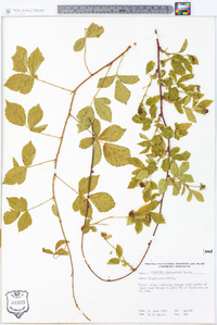 Rubus flagellaris image