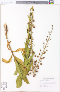 Verbascum blattaria image