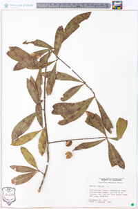 Quercus phellos image