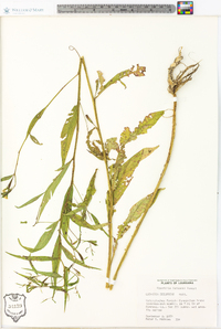 Ludwigia decurrens image