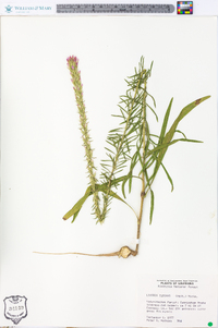 Liatris elegans image