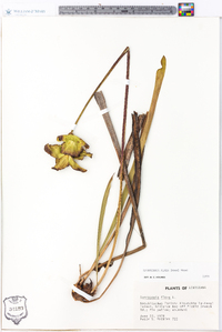 Sarracenia flava image