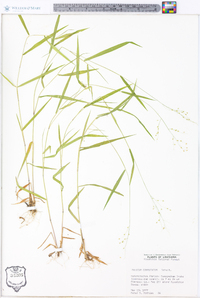 Panicum commutatum image