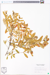 Hypericum frondosum image