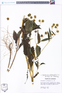 Verbesina alternifolia image