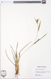 Carex flaccosperma image