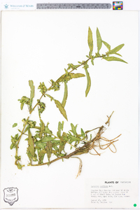 Hydrolea uniflora image