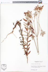 Eriogonum multiflorum image