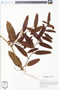 Smilax laurifolia image