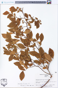 Vaccinium fuscatum image